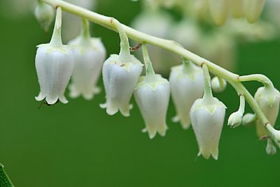 Oxydendron arboreum - kysloun stromový - detail květů